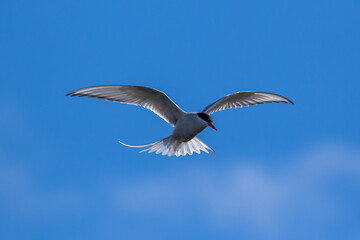 An Arctic Tern looking for prey in the Arctic