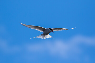 An Arctic Tern hovering in the Arctic