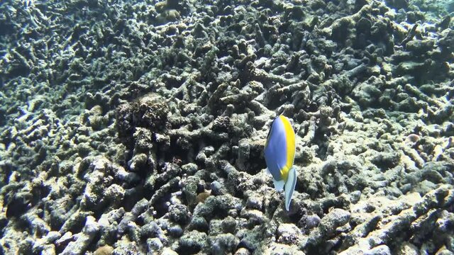Following a powderblue surgeonfish swimming through a dead coral reef on La Digue, Seychelles. El Nino and climate change cause irreversible coral Bleaching and die-off.