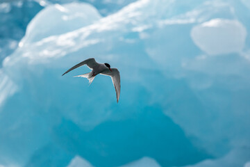An Arctic Tern hunting in front of an ice berg in the Arctic