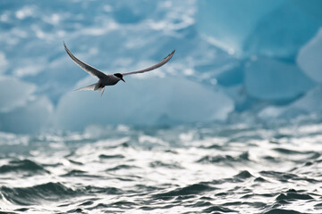 An Arctic Tern hunting in front of an ice berg in the Arctic