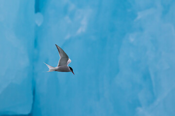 An Arctic Tern flying in front of an ice berg in the Arctic