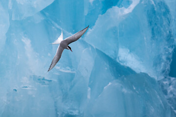 An Arctic Tern swooping in front of an ice berg in the Arctic