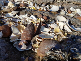 shells on the sand