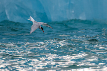 Fototapeta premium An Arctic Tern diving in front of an ice berg in the Arctic