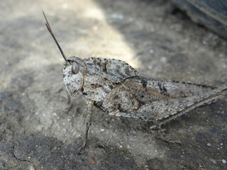 saltamontes