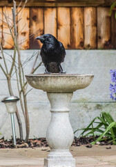 A black crow, perched on a bird bath, in a garden