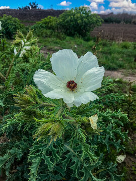 Flores floreando en la primavera