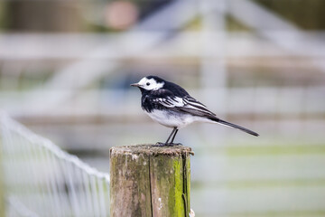 A Pied wagtail perched on a fence post