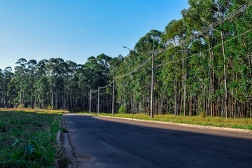 Estrada através de floresta de Eucalyptus. Dia de verão. Ceú azul