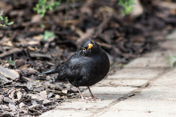 blackbird on the ground in the garden