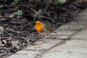A Robin feeding in the garden