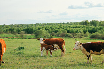 Fototapeta na wymiar A cow and a calf graze on a green pasture in summer