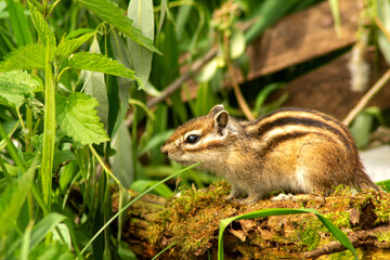 chipmunk in its habitat