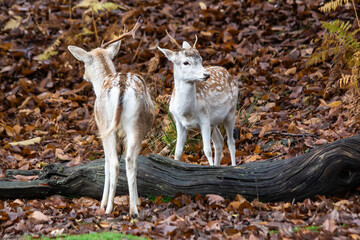 A Fallow deer in Kent, in the UK
