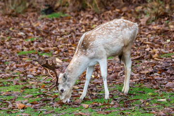 Naklejka na ściany i meble A Fallow deer in Kent, in the UK