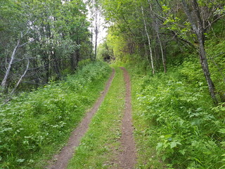 Obraz premium summer forest trail in lush vegetation in northern norway