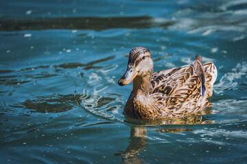 Mallard duck swimming on a lake