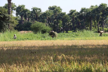 Champs à Inwa, Myanmar	
