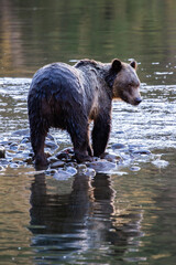 Obraz na płótnie Canvas A Grizzly (Brown bear) in a river in British Columbia, Canada