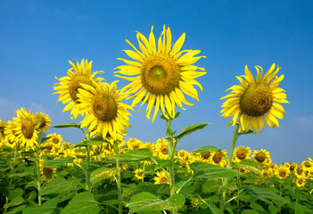 The picture of a sunflower blooming in the sun against the backdrop of the sky