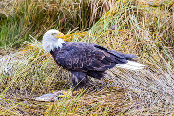 A Bald Eagle in British Columbia in Canada