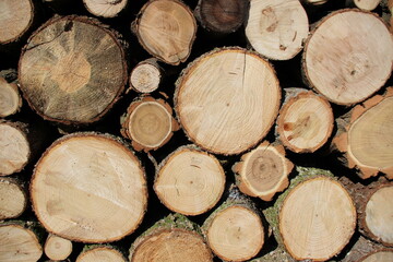 Holzst&auml;mme - gestapelt