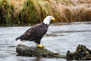 Fototapeta premium A Bald Eagle perched on a log in British Columbia in Canada