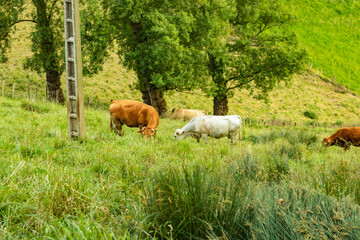 Vacas y terneros del País Vasco