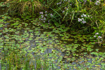 Water lilies of the Nature Reserve Isola della Cona, Italy