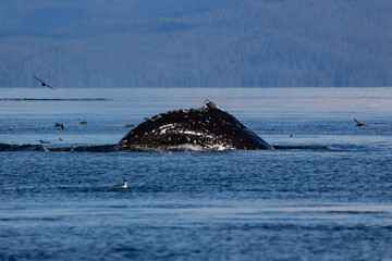 Fototapeta premium A Humpback Whale feeding in British Columbia, Canada