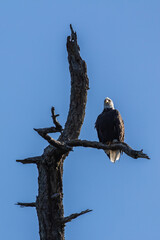 A Bald Eagle perched on a branch in British Columbia in Canada