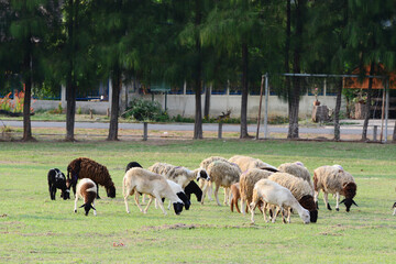 A flock of sheep eating grass
