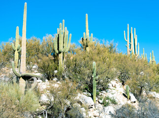 Saquaro cactus under a turquoise blue sky
