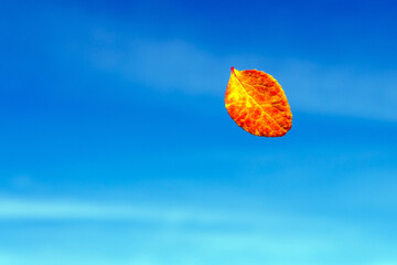 orange autumn leaves on blue sky background