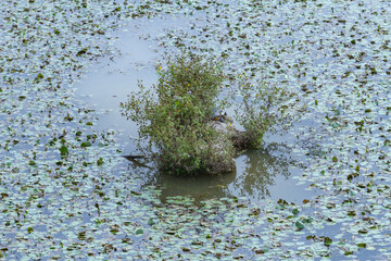 Water lilies of the Nature Reserve Isola della Cona, Italy