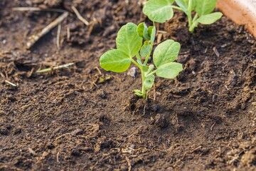 Close up view of growing peas plants. Beautiful nature backgrounds.