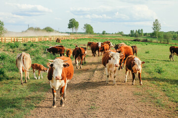 A cow and a calf graze on a green pasture in summer