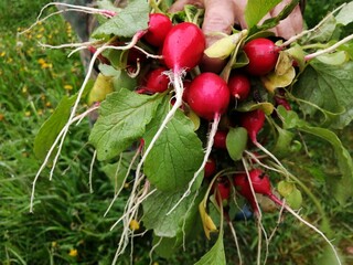 red radish radish vegetable fresh red pink vegetable garden dew wet healthy food