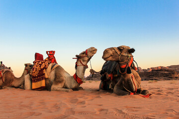 Camels in the desert at wadi rum in Jordan