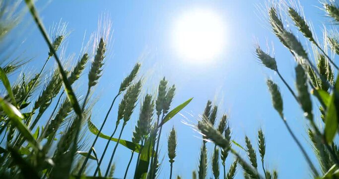 winter wheat ripening below the sun on a spring day on the prairie wheatfield