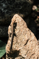 Lizard on a yellow stone, vertical photo