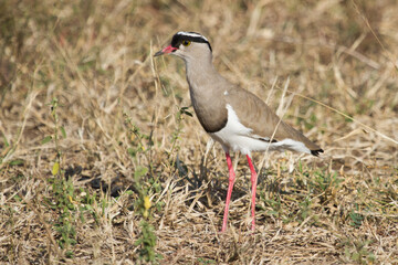 A Crowned Lapwing (Vanellus coronatus) walking on the ground in Kruger National Park, South Africa