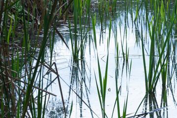Water reeds along the river