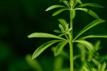  Kletten-Labkraut (Galium aparine), auch Klebkraut genannt
