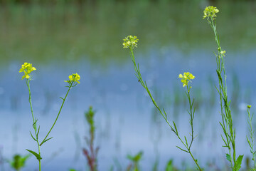 Delicate yellow flowers along the river