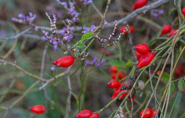 Red dog rose berries along the river