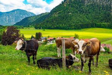 Typical farmland in the Gernan and Austrian Alps with cattle and cows. High quality photo