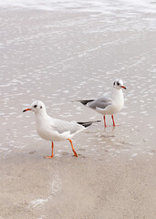 Seagulls on the beach of the Black Sea.