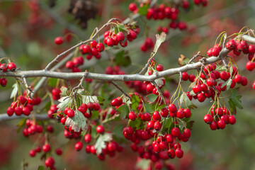 Red dog rose berries along the river